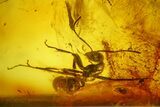 Large, Detailed Fossil Ant (Formicidae) In Baltic Amber #207546-2